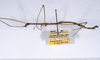 CollectionObject 1563618; 44ca52b2-7992-4958-84fd-693f6f5449b0: copyright ANSP. male, lateral view (paratype). (CollectionObject).