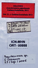 CollectionObject 1544492; UNCB ICN-MHN ORT 00888, 35302660-300a-4e71-97cc-a66843874a47: labels (paratype). (CollectionObject).