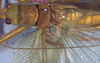 CollectionObject 1504188; 4fcd742d-c25f-46de-95c5-b93bb29b0e7a: male stridulatory apparatus (holotype). (CollectionObject).