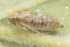 Live specimen on Oncopsis deluda Hamilton, 1983: (Observation).