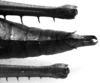 CollectionObject 1541912; b2ba2d7a-8bd8-4342-bbf8-3b6f778c1511: Image Carbonell, C.S. female, abdomen tip, dorsal view. (CollectionObject).