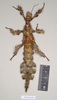 CollectionObject 1558781; NHMUK(SF IMPORT DUPLICATE) 845085, c2219113-aef0-4de4-9e3e-e5ddf52f45ce: copyright Natural History Museum, London. female of synonym Extatosoma carlbergi (paratype). (CollectionObject).