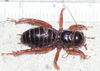 CollectionObject 1591130; e7d1e5c7-bffe-4a08-ab63-55f4616f4eb2: male, dorsal view (holotype). (CollectionObject).