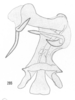 Aedeagus, ventral view: !! display not done !! on Melanoliarus (Melanoliarus) complectus (Ball, 1902): (Observation).
