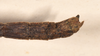 CollectionObject 1561450; ac9e5101-162e-42de-9203-aab5b6fa1168: copyright OUMNH. male: end of abdomen, dorsal view (holotype). (CollectionObject).