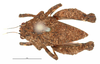 CollectionObject 1568268; 1ceb2b33-206d-46d2-84ed-97d1afdf7351: female, dorsal view. (CollectionObject).