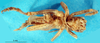 CollectionObject 1500195; ea1372b2-5074-404c-a4dd-e5b544f7a77c: male, ventral view (syntype). (CollectionObject).
