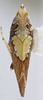 Habitus, dorsal view: !! display not done !! on Scaphytopius n. sp. EC10: Scaphytopius Ball, 1931: (Observation).