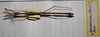 CollectionObject 1557727; 54a97bcb-4b17-4fc8-8f94-e3d1e4757b01: copyright MHNG Geneva. male (holotype). (CollectionObject).