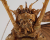 CollectionObject 1534596; 278d14e0-5e83-4854-a3ae-4ee9fe1af9ba: female, frontal view (holotype). (CollectionObject).