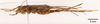 CollectionObject 1585733; 2ccdd026-0d84-40b5-ae27-681b0ebf54e8: female, lateral view (paratype). (CollectionObject).