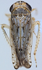 Habitus, dorsal view on Discolopeus thigmacaenus (Stiller, 2019) now Discolopeus thigmacaenus Stiller, 2019: Habitus, female, dorsal view (from Gifberg). (Observation).