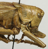 female head and pronotum, lateral view (lectotype of Tettigonia lozanoi). Depicts CollectionObject 1535194; 8f577c3e-278b-4bef-96a1-910652fc6339, a CollectionObject.