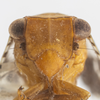Head on Dictyssa mutata Melichar, 1906: (Observation).