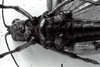 CollectionObject 1566402; eb2a1b93-0ee3-4daf-903c-ae2129c9225d: Image C.S. Carbonell. female ventral view. (CollectionObject).