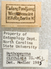 Other: !! display not done !! on Bythopsyrna circulata (Guérin-Méneville, 1844): (Observation).
