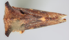 Habitus, dorsal view: !! display not done !! on Centronodus denticulus Funkhouser, 1930: (Observation).