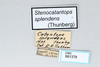 CollectionObject 2868650; 179c07d3-6ef6-46a1-891e-1a282a71ec6f, CNCI 981378: Stenocatantops splendens. (CollectionObject).