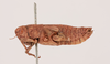CollectionObject 1518673; 8a833853-a40b-45c9-8905-964821797bc7, NHMUK015982467: female, lateral view (holotype). (CollectionObject).