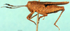 CollectionObject 1505115; 03a5955c-9943-4997-90e0-a59ce9e2b5e0: male, lateral view. (CollectionObject).