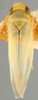 Habitus, dorsal view: !! display not done !! on Asianidia Zakhvatkin, 1946: Habitus (A. atlantica China). (Observation).