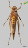 CollectionObject 2270593; c6efe02a-8d5f-47a5-a391-dff4055f4d4b, Unioeste Cascavel K-1229: Female, ventral view. (CollectionObject).