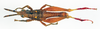 CollectionObject 1540559; 8e8a9cce-a69d-4523-aaf0-3bbd14791b91: male, dorsal view (holotype). (CollectionObject).