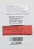 CollectionObject 1563906; 1b1cd753-00b7-4c49-806f-6577518aec60: Copyright © Instituto de Ciencias Naturales (ICN). female, data labels (holotype). (CollectionObject).