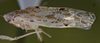 Habitus, lateral view: !! display not done !! on T4405: Loeia Duan, 2017: (Observation).