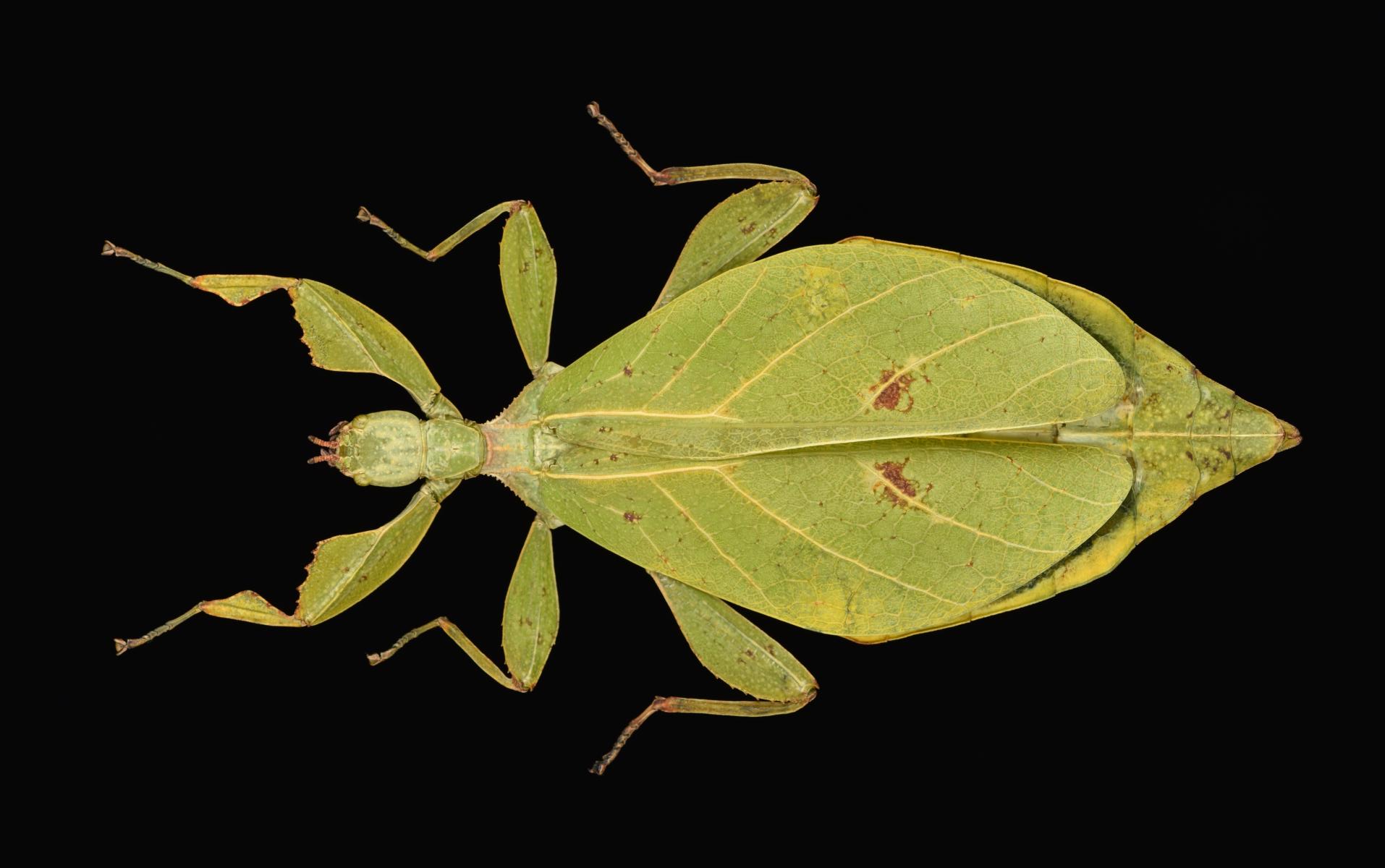 copyright Montreal Insectarium. female, Mt. Argopuro, identified by R. Cumming (no type). Depicts Phyllium jacobsoni Rehn & Rehn, 1934, an Otu.