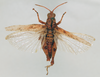 CollectionObject 1572735; d1d73497-b90e-4322-91f0-217db593317a: male, dorsal view (paratype). (CollectionObject).