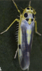 Habitus, dorsal view on Eupteryx (Eupteryx) austriaca (Metcalf, 1968): Habitus (male). (Observation).