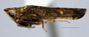 Habitus, lateral view: (Observation).