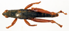 CollectionObject 1506167; efe8f2ba-d0eb-455d-8548-97e8c77fd3f2: male, dorsal view (holotype). (CollectionObject).