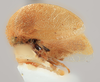 Habitus, lateral view on Amastris templa Ball, 1933: (Observation).