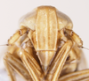 Head: !! display not done !! on Muirodelphax aubei (Perris, 1857): (Observation).