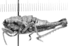 CollectionObject 1525555; a19b0cb4-74f9-496c-a39c-3c395d30074a: female, lateral view (lectoallotype). (CollectionObject).