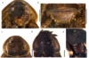 Buboblatta vlasaki Evangelista, Varadínová & Juna, 2019: Buboblatta vlasaki sp. nov. a, b, c Adult male. d, e Adult female. a Ventral view of head. b Ventral view of posterior male segments and styli. c Dorsal view of male pronotum. d Dorsal view of female pronotum. e Setae and pitting on tegmina and pronotum of female. All scale bars 1 mm. (Otu).