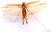 CollectionObject 2628033; CNMS 45, 17debbbe-5e64-4c0b-b21e-485a9d81dbb3, CNMS 45: ventral view. male (paratpe). (CollectionObject).