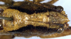 CollectionObject 1531377; 803053cb-4756-4baa-b6a0-d56d51b3ea07: male head and pronotum, dorsal view. (CollectionObject).