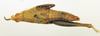 CollectionObject 1569236; fb3ea19d-e6cd-4cbd-87aa-0ffc70a820c0: female, dorsal view (allotype). (CollectionObject).