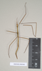 CollectionObject 1558547; 60a19b5b-98ed-4581-b16b-326a9354a656: copyright Natural History Museum, London. male Bacillus peristhenes (syntype). (CollectionObject).;CollectionObject 1558548; 3181af4a-1fcb-427b-a9c6-e70ddf2ce114: copyright Natural History Museum, London. male Bacillus peristhenes (syntype). (CollectionObject).