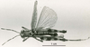 CollectionObject 1581949; 18f36afc-6864-4927-aae3-0b12fa73aa8a: male, dorsal view (syntype). (CollectionObject).