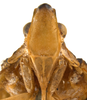 Head on Atracodes indutus (Melichar, 1902): (Observation).