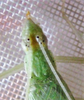 Oecanthus alexanderi Walker, 2010: View of antennal markings. (Otu).