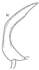 Aedeagus, lateral view: !! display not done !! on Baroma reticulata Oman, 1938: Aedeagus, lateral view. (Observation).