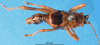 CollectionObject 1502496; d3e0a81f-8bf8-4cc1-be6c-3604ba0322ab: male, dorsal view (syntype). (CollectionObject).