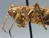 CollectionObject 1516797; 1b384fff-8b4c-4916-b704-604cd3ebf5eb: male head and pronotum, lateral view (syntype). (CollectionObject).