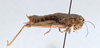 CollectionObject 2737812; 64027069-ee94-4c3d-9b0d-9b2d4f79f4b9, CNCI 311923: Bradynotes chilcotinae chilcotinae. Paratype. (CollectionObject).