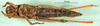 CollectionObject 1501081; e12d457f-66db-433e-948f-388fa99e9df8: female, ventral view (holotype). (CollectionObject).